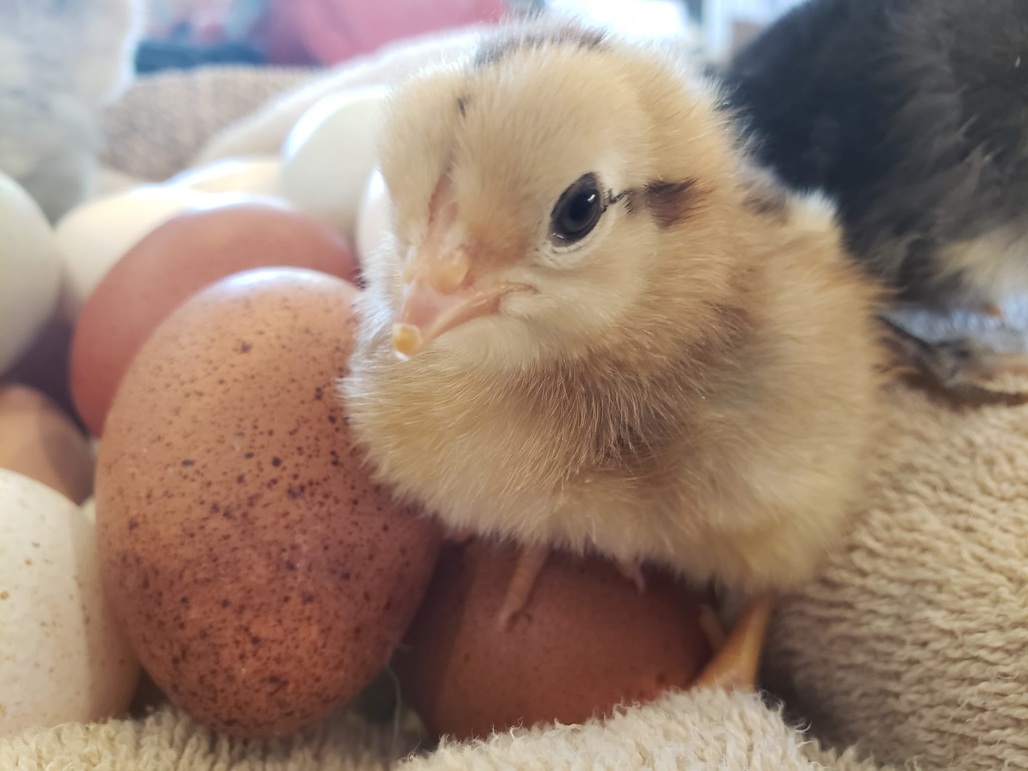 Chicks & Hatching Eggs