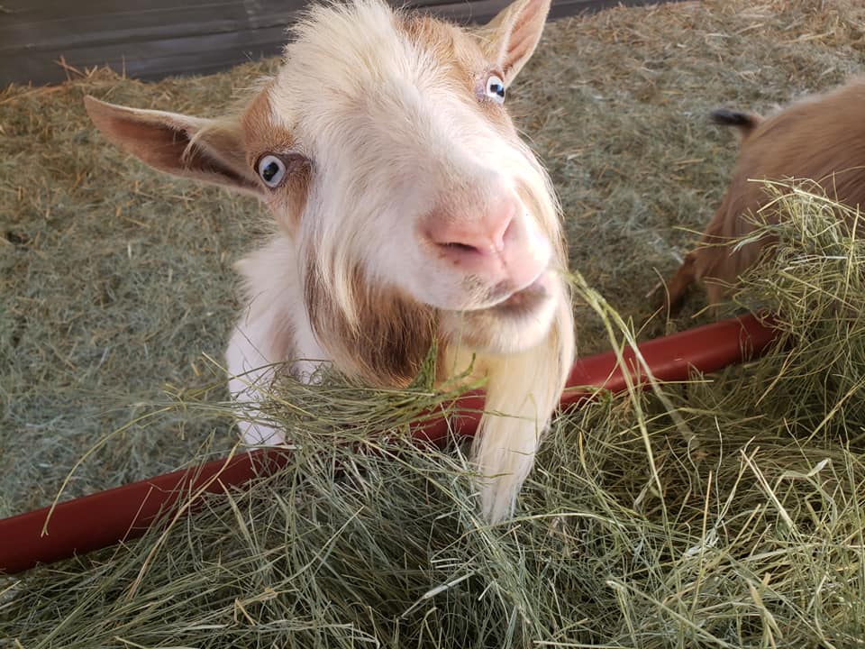Curly Goat Merchandise